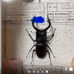 【決定】《昆虫標本》オオクワ・カブトムシ、他の画像