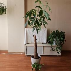 観葉植物　パキラ　140センチ位　8号　陶器の鉢　ポトス　お話し...