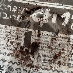 スラウェシオオヒラタ　幼虫３頭セット