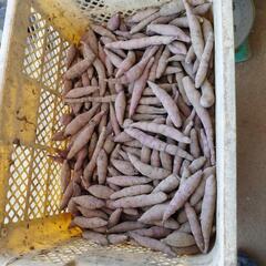 小さい小さい紅はるか10kg100円特売中（売れ切れました）