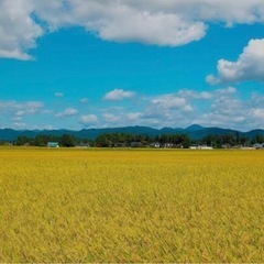 令和6年度コシヒカリ玄米30Kg🍚