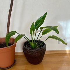 【決まりました】　
観葉植物等　7点　の画像