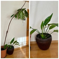 【決まりました】　
観葉植物等　7点　