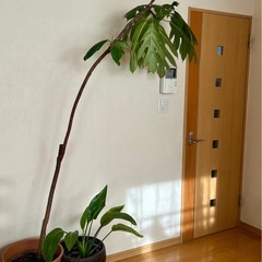 【決まりました】　
観葉植物等　7点　の画像