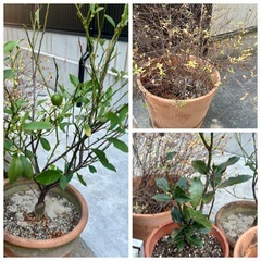 【決まりました】　
観葉植物等　7点　の画像