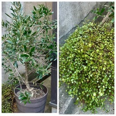 【決まりました】　
観葉植物等　7点　の画像