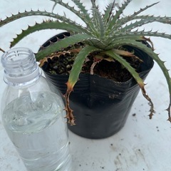 ヘクチア　グロメラータの画像