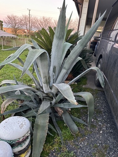 超 特大アガベ