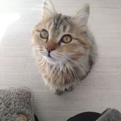 モフモフのキジ長毛さん