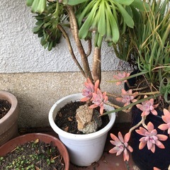 多肉植物黒帽子