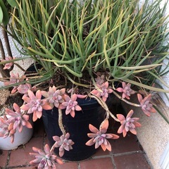 多肉植物二種
