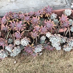 多肉植物