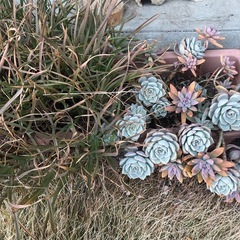 多肉植物三種