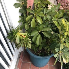 観葉植物と多肉植物