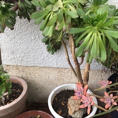 多肉植物黒帽子