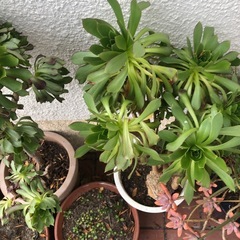 多肉植物黒帽子