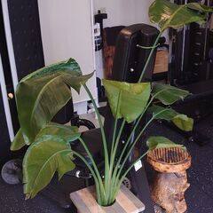 観葉植物ストレチアオーガスタ差し上げます。