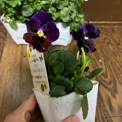 フリルパンジーの画像