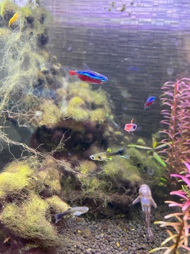 グッピー（10匹以上）　熱帯魚