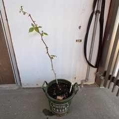 木苺　ラズベリー　苗　植木
