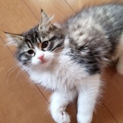 キジ白男の子の里親募集です