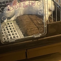 2歳のオスウサギです - 国頭郡
