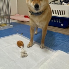 豆柴のレンくん🐕 - 里親募集