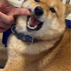 豆柴のレンくん🐕 - 犬