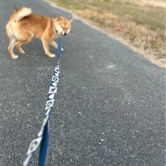 豆柴のレンくん🐕 − 福岡県