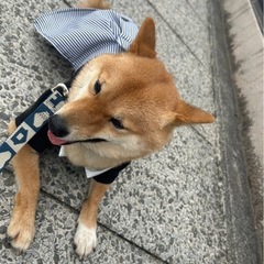 豆柴のレンくん🐕 - 行橋市