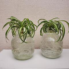 観葉植物　オリヅルランボニー1