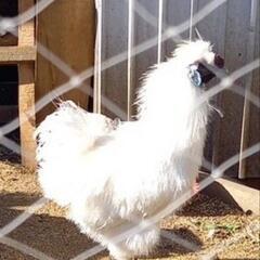 烏骨鶏　雄　一才の画像