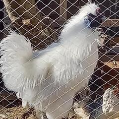 烏骨鶏　雄　一才の画像