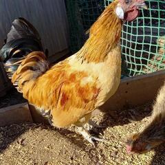 チャボと烏骨鶏の掛け合わせ