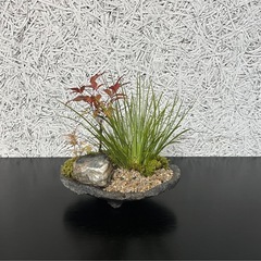 ミニセキショウ　寄せ植え　苔付き　　