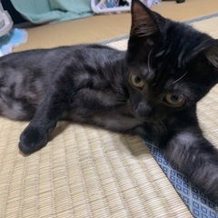 くるちゃん♀