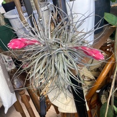 乱れ咲　３頭　チランジア　エアープランツ　エアプラ　観葉植物　塊根植物　多肉植物　ビザールプランツ　レアプランツ　ガーデニング　植物　グリーン　趣味　盆栽　葉　花　庭　草　インテリア　おしゃれ　飾り　園芸　　　観葉植物　植物の画像