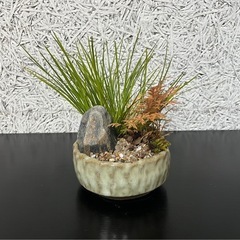 ミニセキショウ　寄せ植え　苔付き