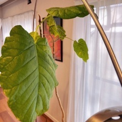 観葉植物　ウランベータの画像