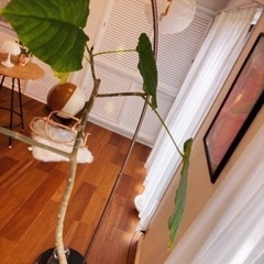 観葉植物　ウランベータの画像