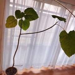 観葉植物　ウランベータの画像