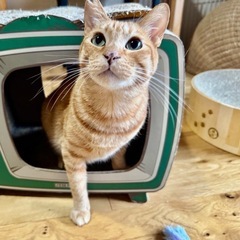 フレンドリーな茶トラ３歳✨お見合いOKです！