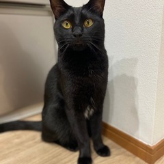 人懐っこくてかしこい、黒猫３歳✨お見合いOKです！ - 猫