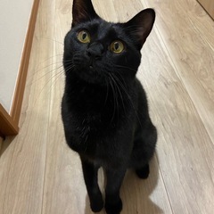 人懐っこくてかしこい、黒猫３歳✨お見合いOKです！ − 大阪府
