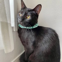 人懐っこくてかしこい、黒猫３歳✨お見合いOKです！ - 大阪市