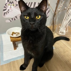 人懐っこくてかしこい、黒猫３歳✨お見合いOKです！ - 里親募集