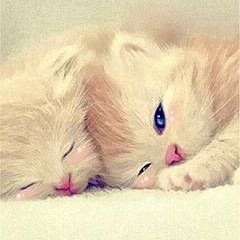 🐈‍⬛全国雑談通話グルチャ🐈‍⬛グル通出来る方を募集してます！