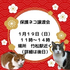 １月　保護ネコの譲渡会