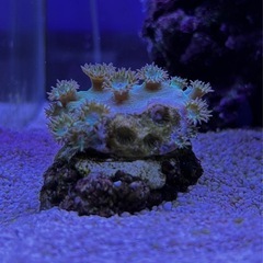 スリバチサンゴ　海水魚　水槽　熱帯魚　サンゴ