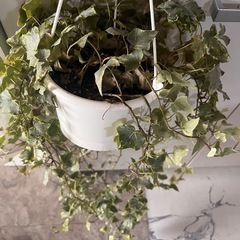 観葉植物 ヘデラ(アイビー)1つ500円
